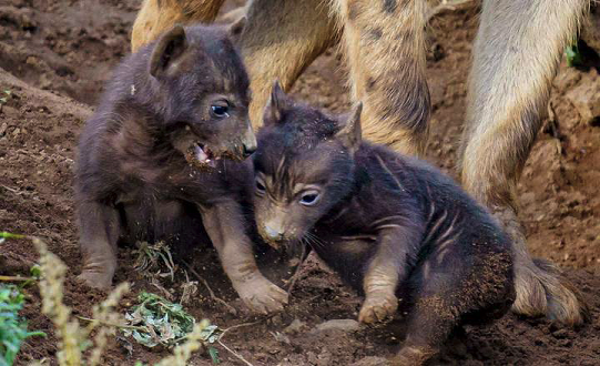Half-Term visitors await a rare treat at Yorkshire Wildlife Park as first pair of hyena cubs are born.