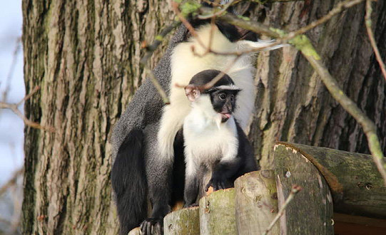 Yorkshire Wildlife Park welcomes new baby Roloway monkey, Kumasi