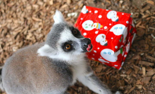 Christmas came early to Yorkshire Wildlife Park as rangers deliver special presents to all the animals
