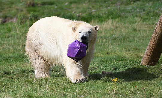 Fun-loving polar bear Flocke and her cubs are a summer holiday hit!