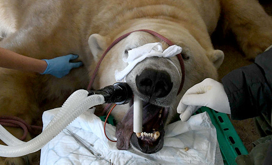 600 kilo polar bear goes to the dentist
