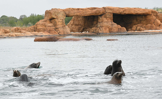 New Family of Sea Lions making a splash at Yorkshire Wildlife Park