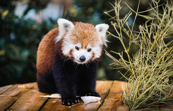 Yorkshire Wildlife Park Doncaster