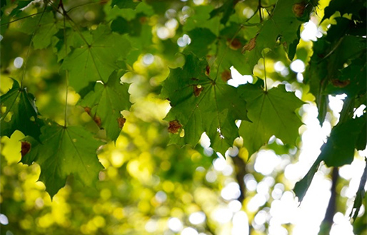 Explore! Explore! Explore and find some interesting leaves to take photos of