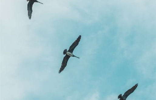 Learn about birds through the RSPB bird surveys