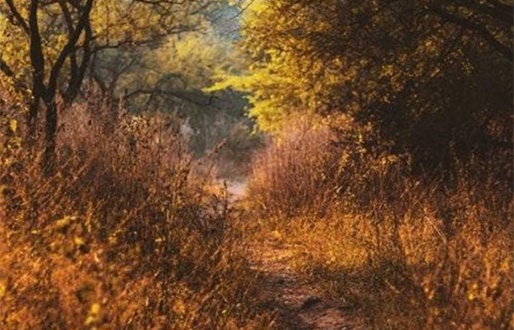 Get your steps in by walking the Doncaster stretch of the Trans Pennine Trail