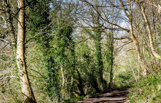 Explore a woodlands trail