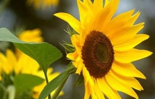 Grow your own sunflower