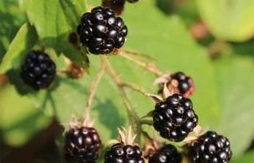 Pick your own blackberries