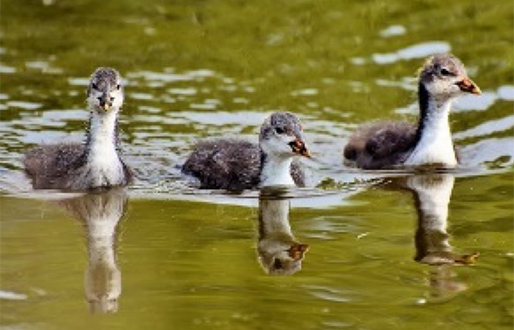 Go pond dipping