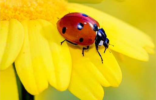 Make a ladybird