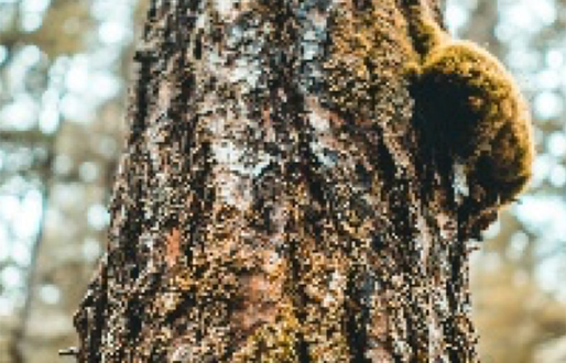 Make bark rubbings