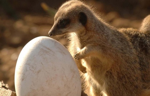 Easter at Yorkshire Wildlife Park Resort