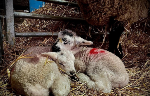 Lambing at Boston Park Farm