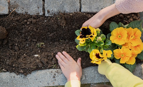 Doncaster is Set to Blossom with New 'Bloom Trail' This Spring