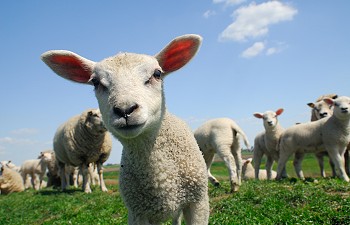 Lambing Week at Boston Park Farm