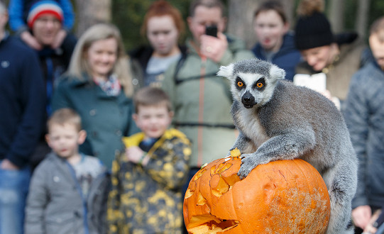 Mighty monsters and dashing dragons will be prowling Yorkshire Wildlife Park in a magical adventure of Mystical Beasts and Creatures this October half term.