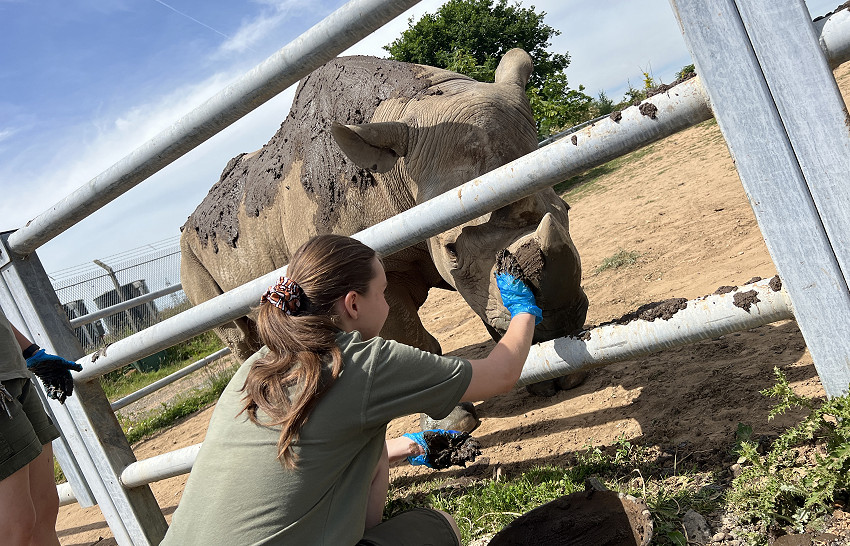 Rhino being fed by a ranger
