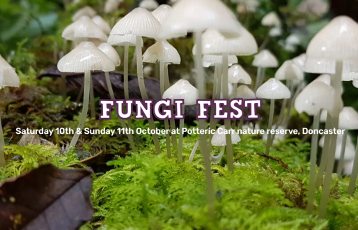 Fungi Festival