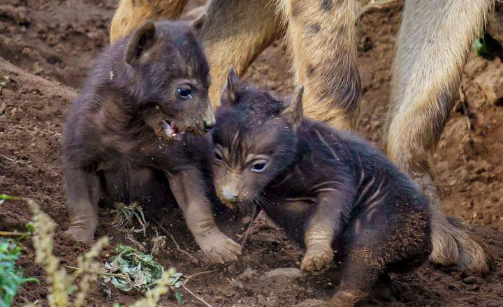 Baby Hyenas at the Yorkshire Wildlife Park