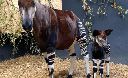 The birth of a rare okapi calf is a major conservation landmark for Yorkshire Wildlife Park.