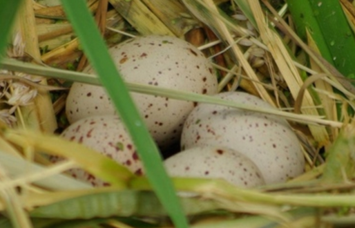 Potteric Carr's Egg-stra hard Easter trail