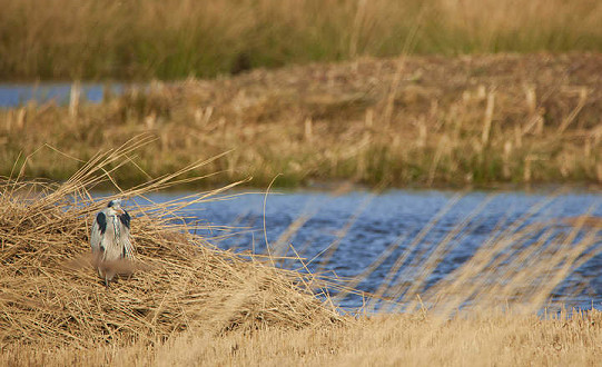 Free entry into Potteric Carr for Doncaster residents