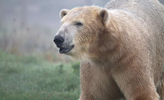 Yorkshire Wildlife Park welcomes New Arrival at Project Polar