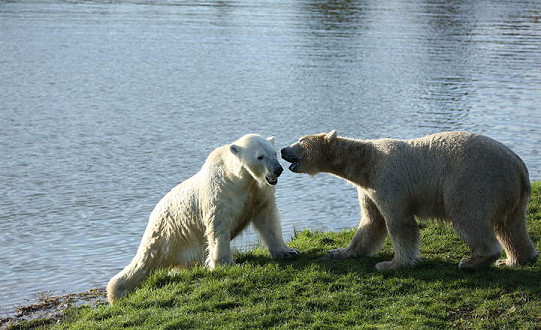 Award-winning Yorkshire Wildlife Park welcomes two new polar bears to the growing family