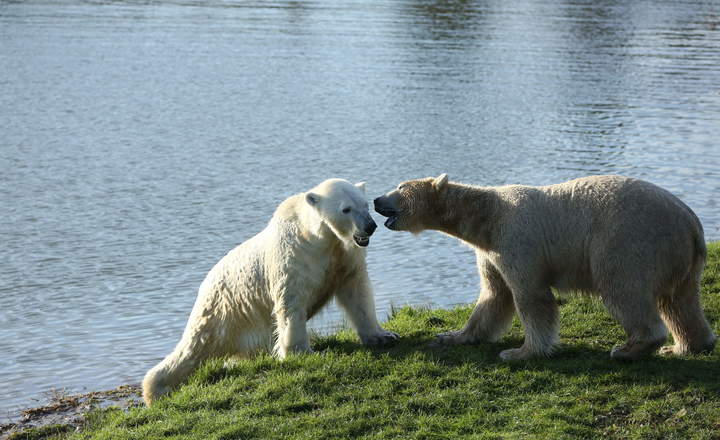 Polar bears