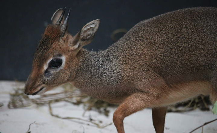 Dik Dik