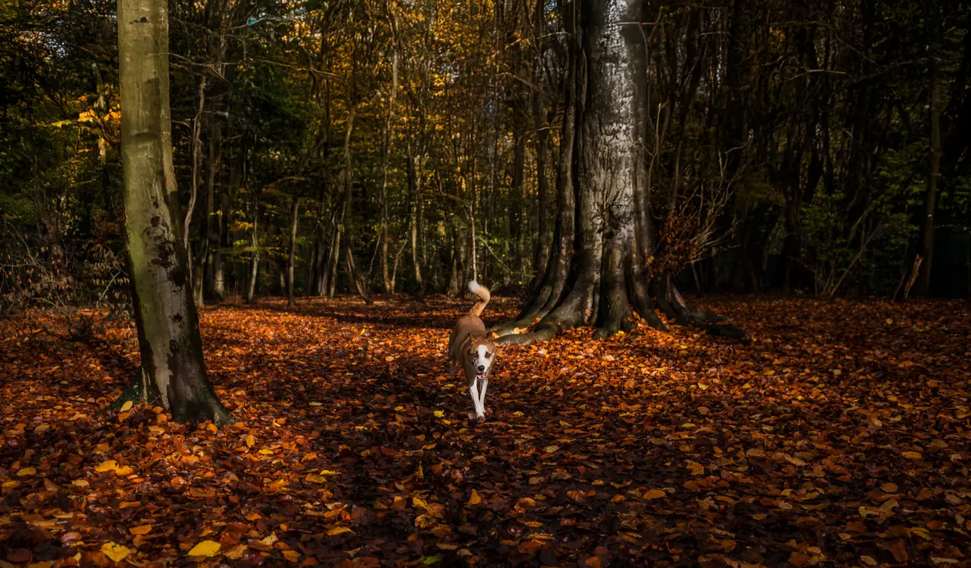 Dog Friendly Places in Doncaster