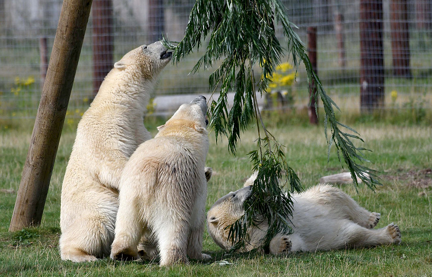 Polar Bears at Yorkshire Wildlife Park in Doncaster