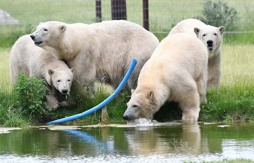 Yorkshire Wildlife Park Polar Bears