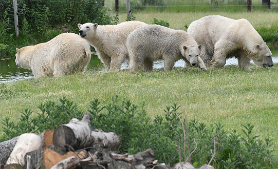 Yorkshire Wildlife Park unveils four new polar bears