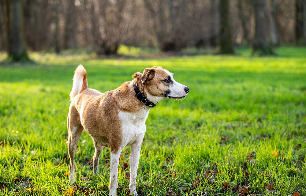 The Best Places to Walk Your Dog in Doncaster