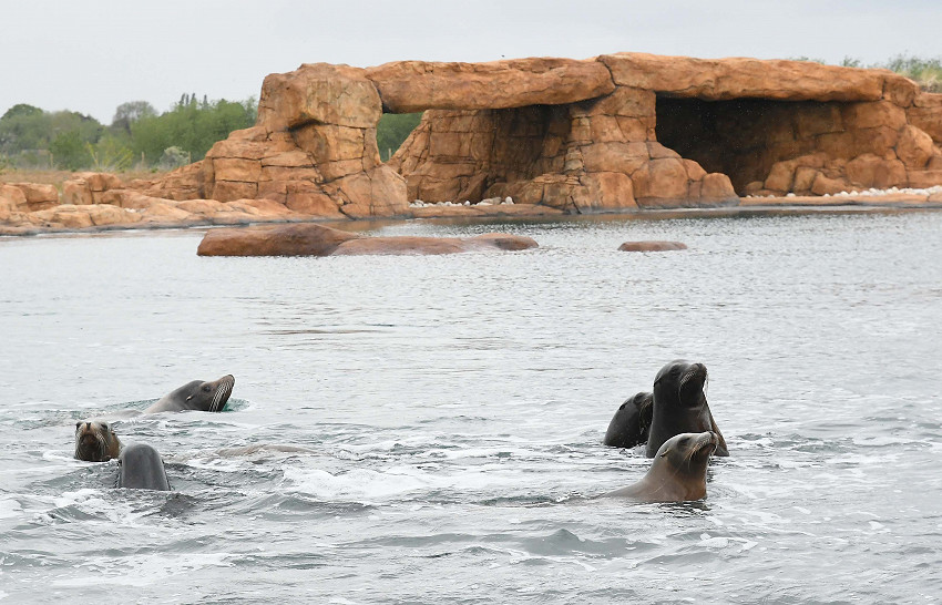 Sealions at Yorkshire Wildlife Park