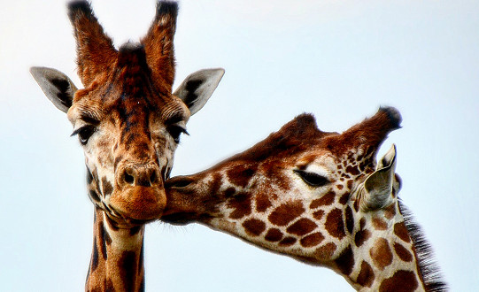 Giraffes at the award-winning Yorkshire Wildlife Park share a chilly Valentine’s Day smooch.