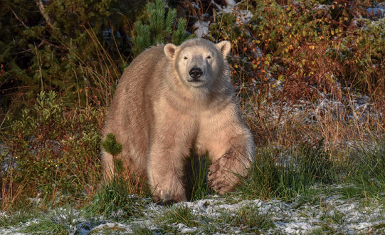 Yorkshire Wildlife Park to welcome new polar bear