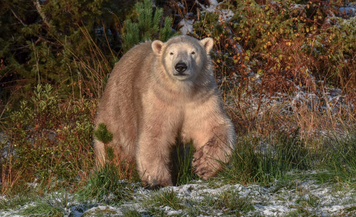 Hamish the Polar Bear