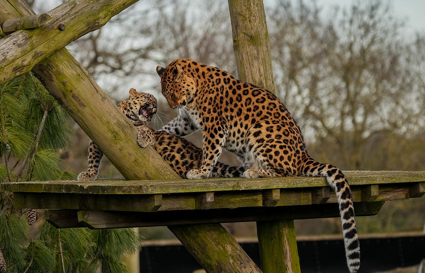 Critically Endangered Amur Leopard Cub Celebrates First Birthday At 