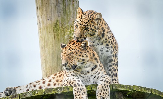 Critically Endangered Amur Leopard Cub Celebrates First Birthday at Yorkshire Wildlife Park
