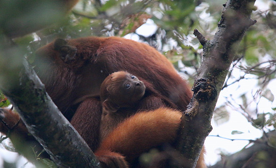 Yorkshire Wildlife Park is celebrating the birth of a rare Red Howler Monkey, just days before the park’s Halloween spectacular.