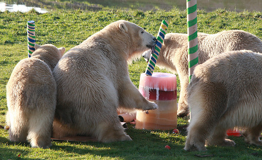 A pawsome party was held for polar bear cubs at the award-winning Yorkshire Wildlife Park.