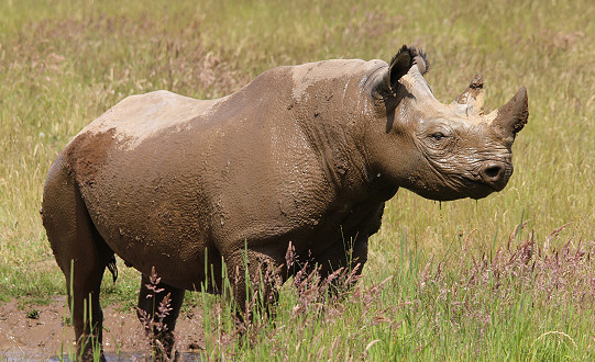 Rhinos Slap On The Sunscreen