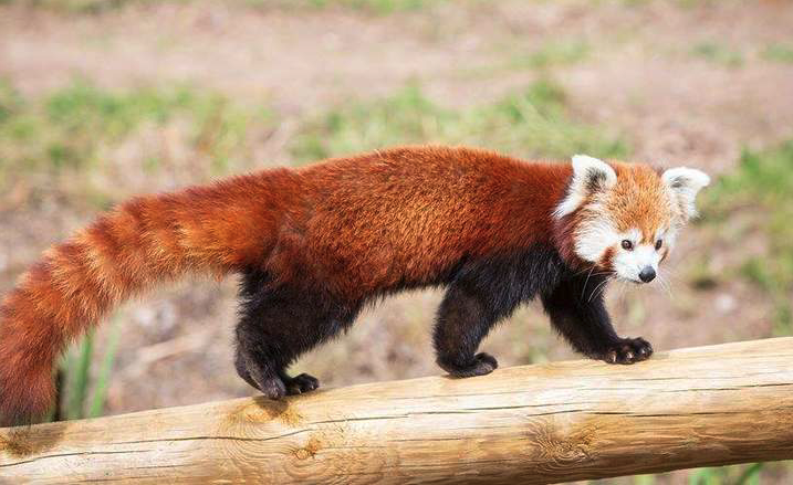 Red Pandas at Yorkshire Wildlife Park