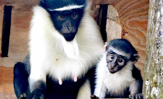 Yorkshire Wildlife Park is celebrating a precious arrival - the birth of an endangered Roloway monkey.