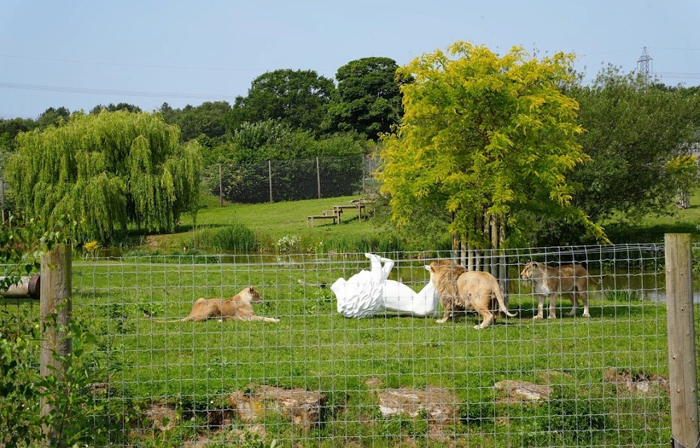 Lions set to take over South Yorkshire as Pride of Yorkshire locations revealed