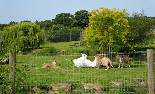 Lions set to take over South Yorkshire as Pride of Yorkshire locations revealed