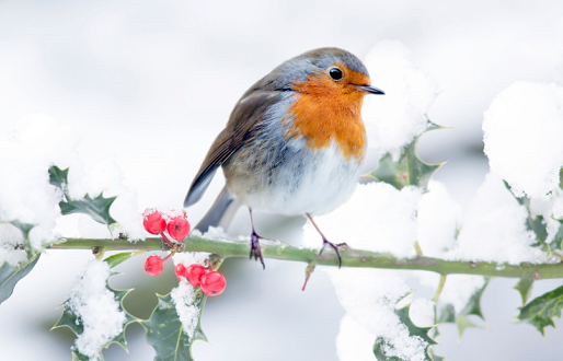 Yorkshire Robin Festival
